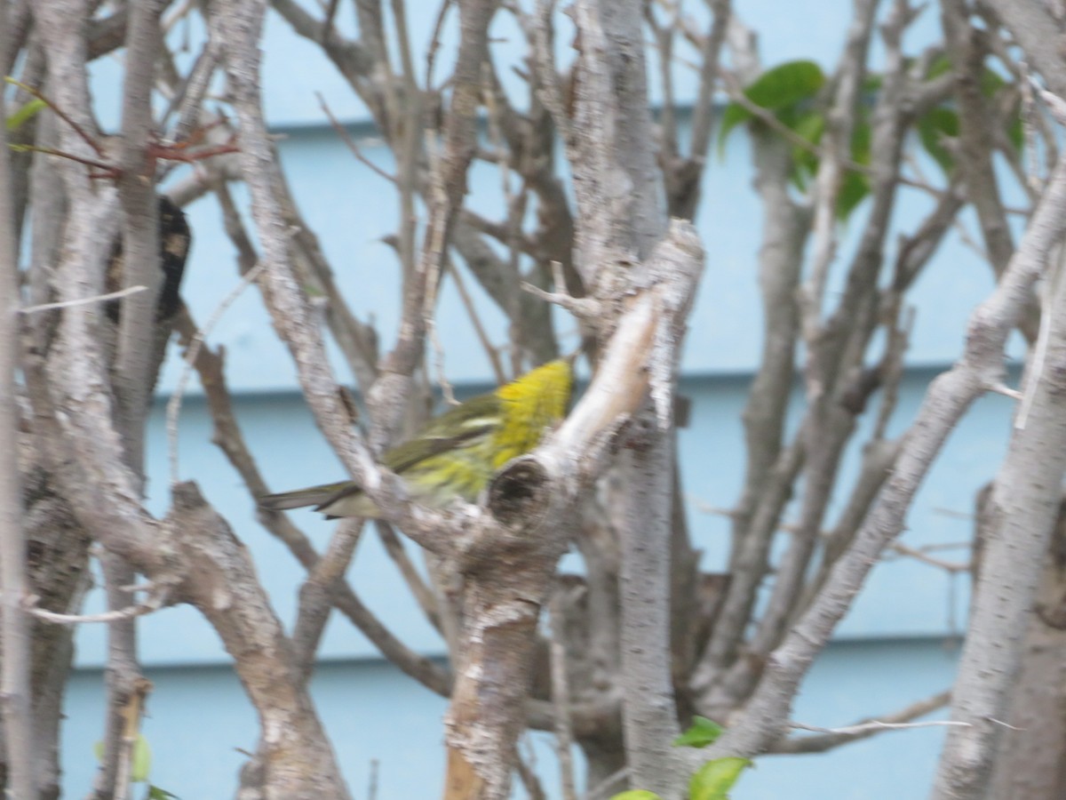 Cape May Warbler - ML645566850