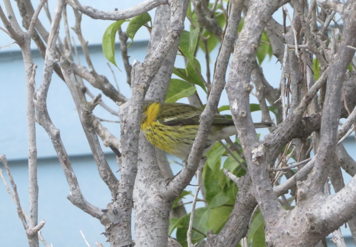 Cape May Warbler - ML645566851