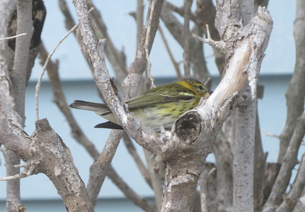 Cape May Warbler - ML645566852