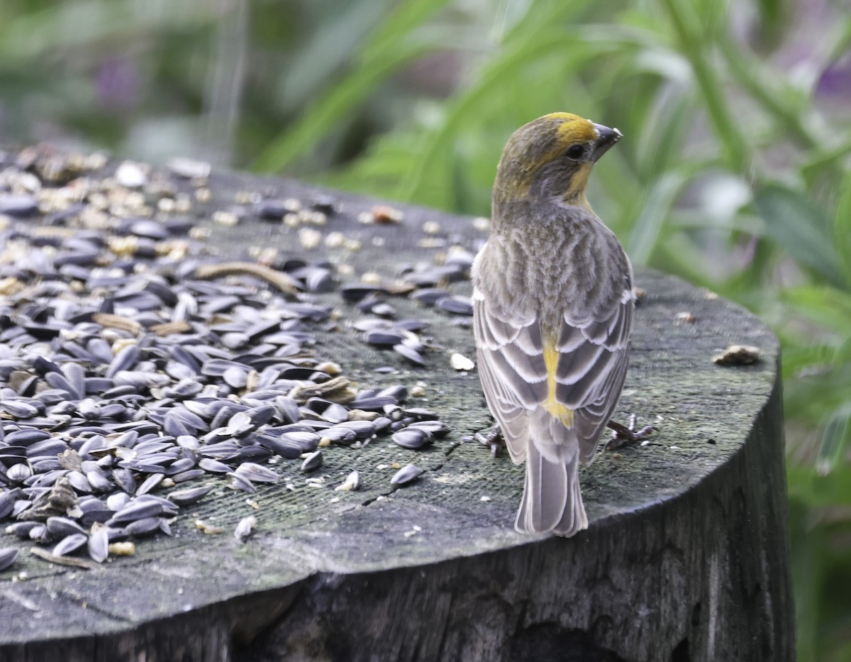 House Finch - ML645566853