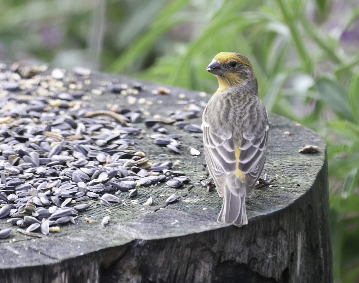 House Finch - ML645566854