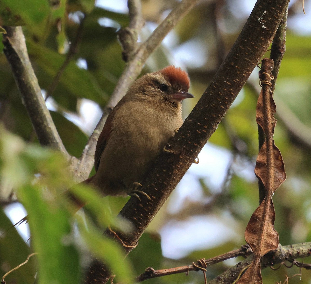 Pallid Spinetail - ML645566855