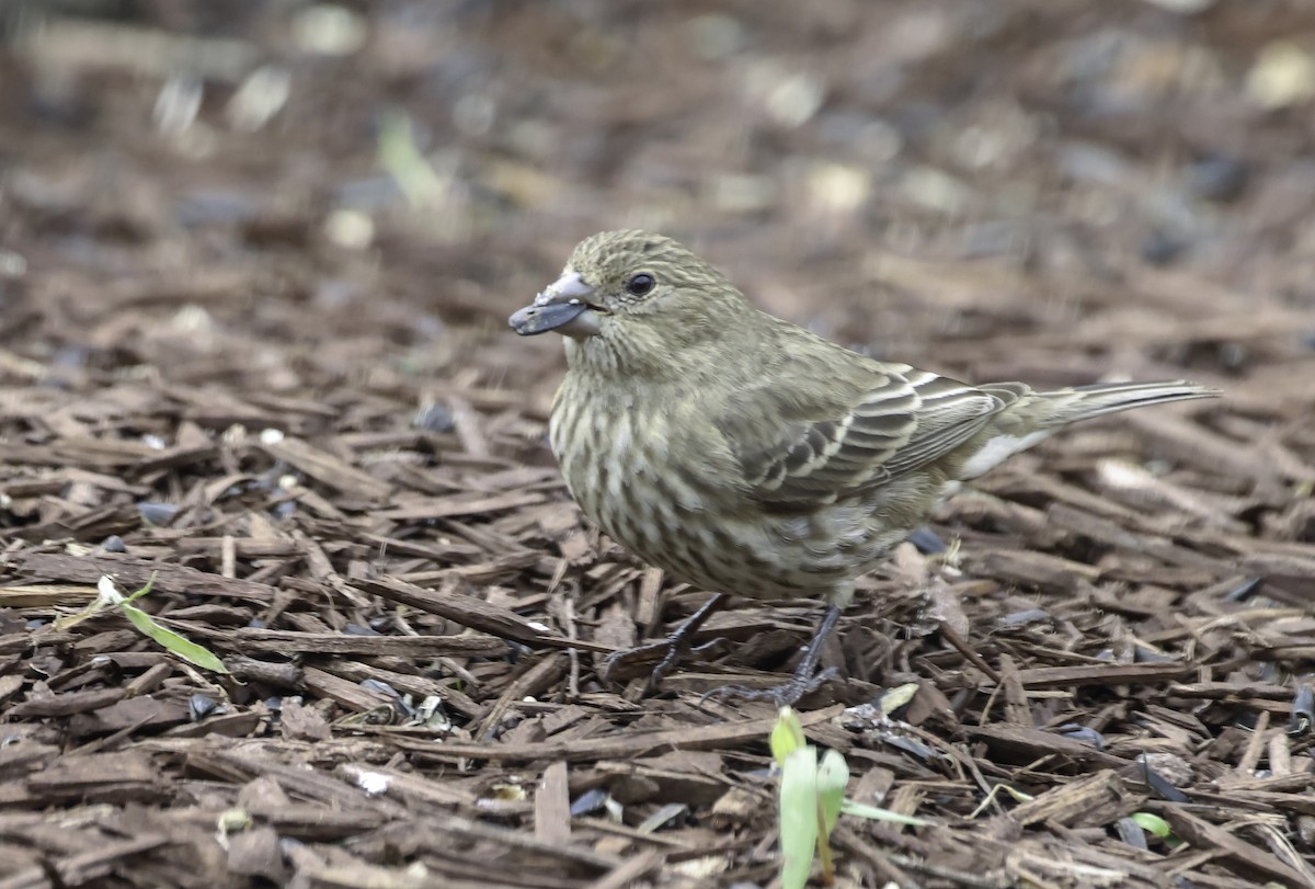 House Finch - ML645566856