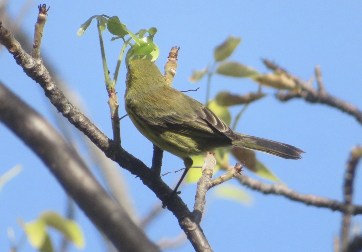 Prairie Warbler - ML645566857