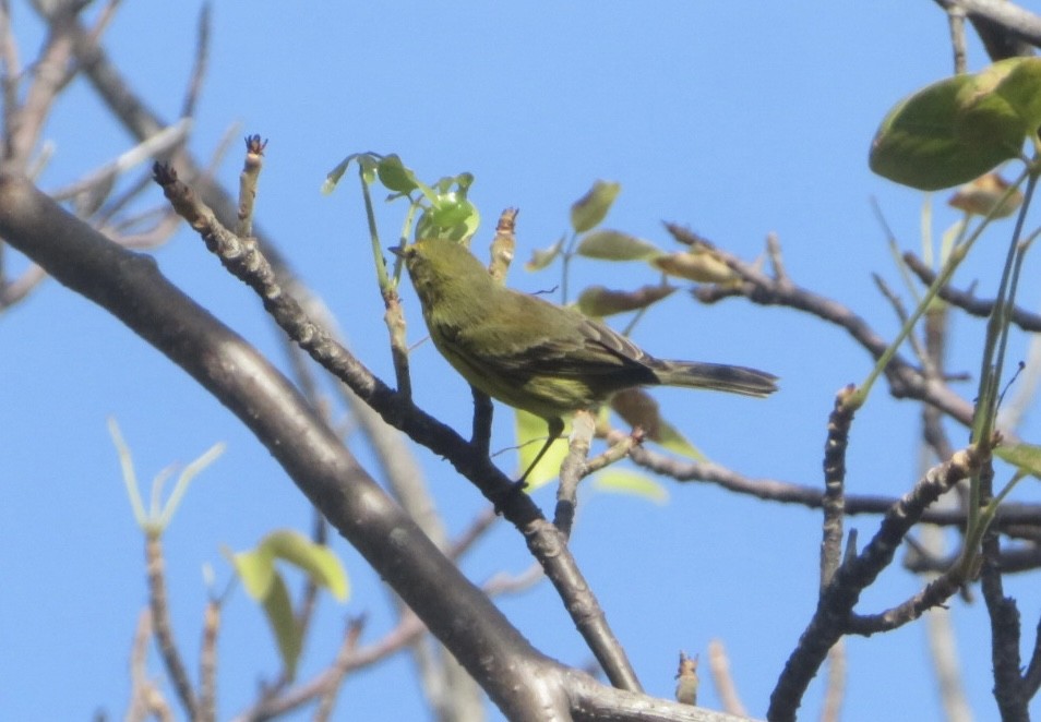 Prairie Warbler - ML645566858