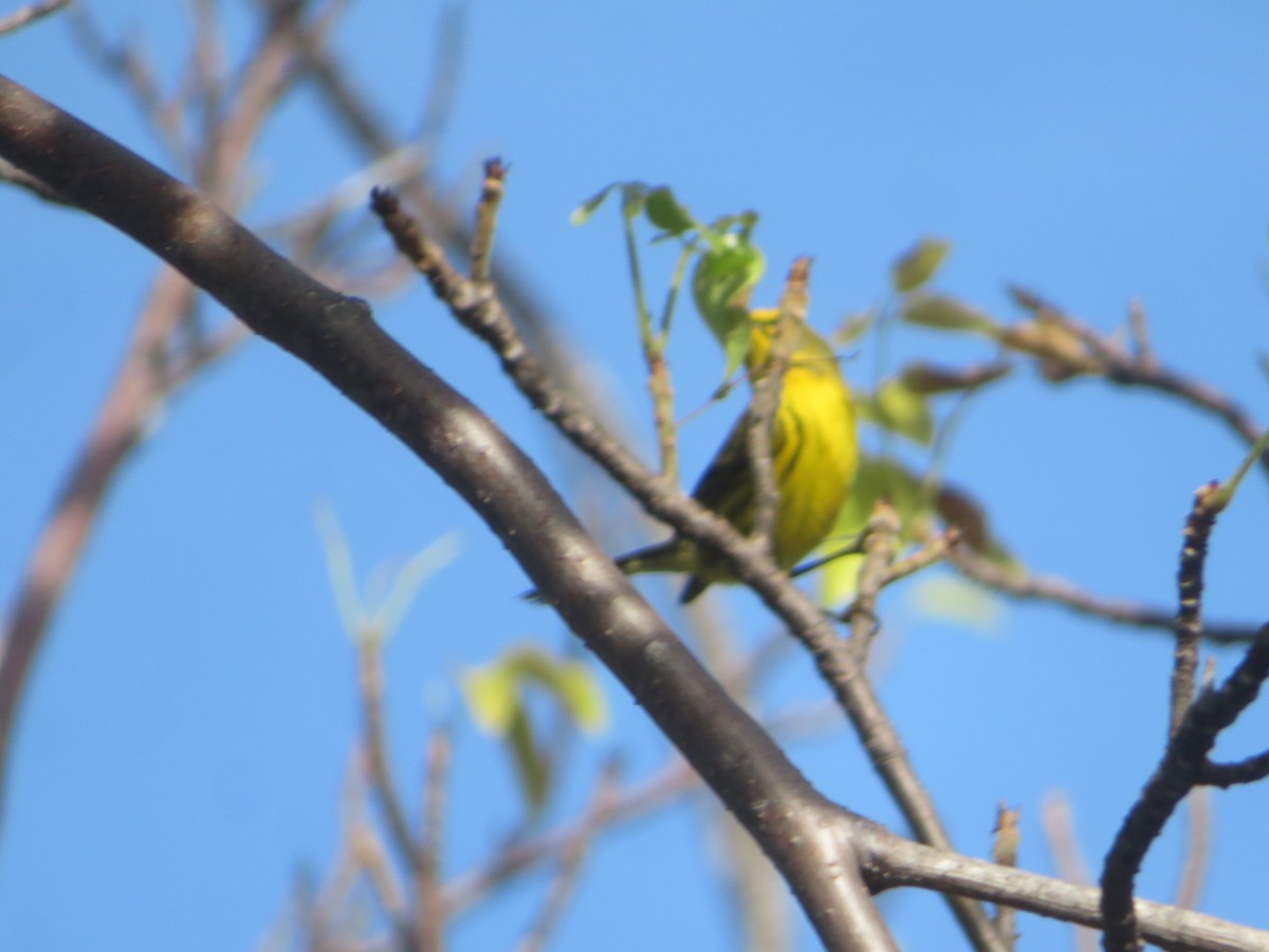 Prairie Warbler - ML645566859