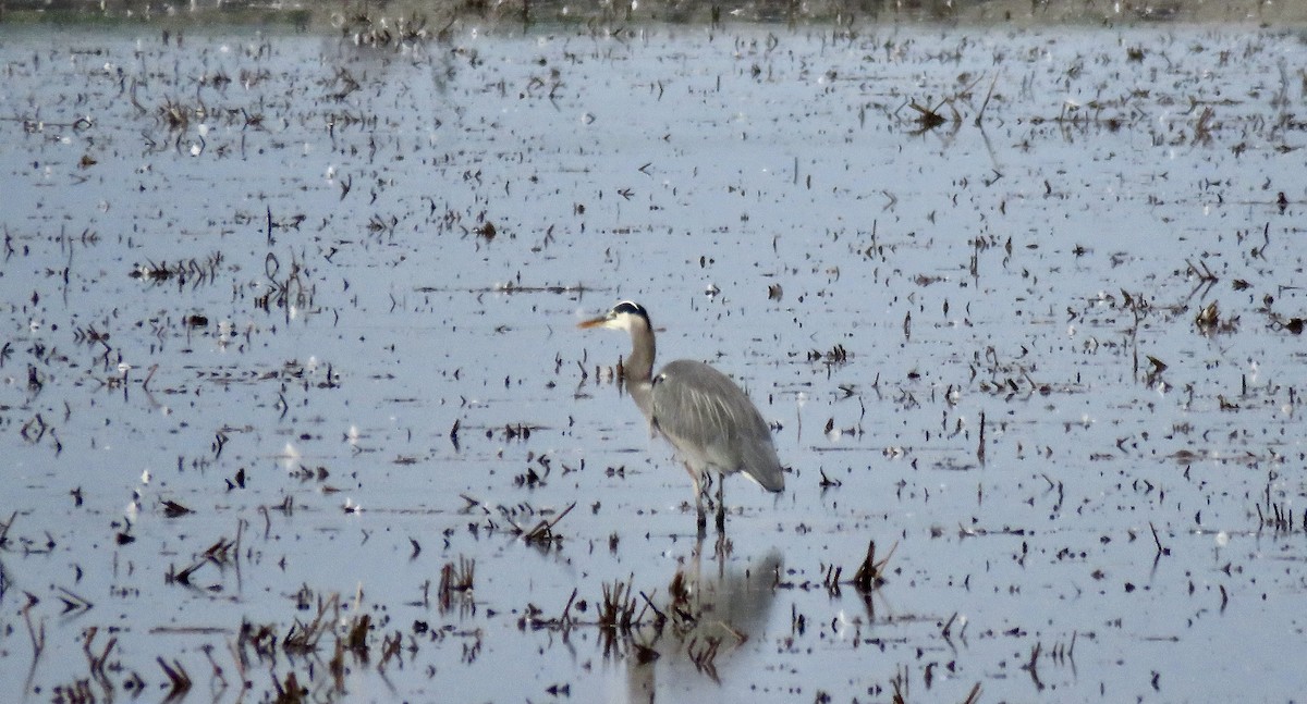 Great Blue Heron - ML645566860