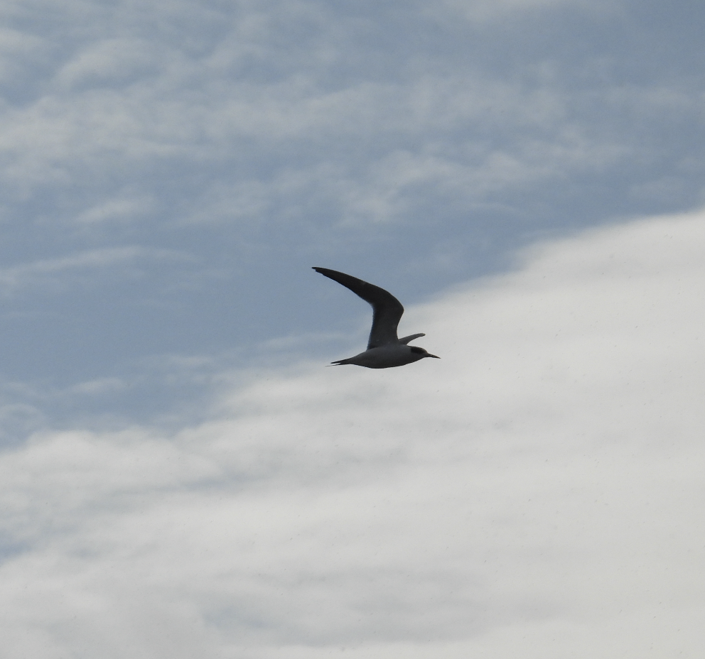 Common Tern - ML645566861