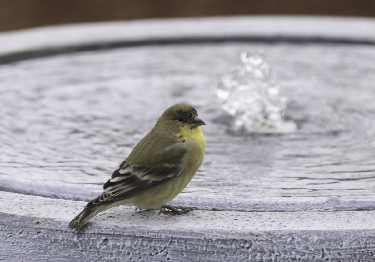 Lesser Goldfinch - ML645566862