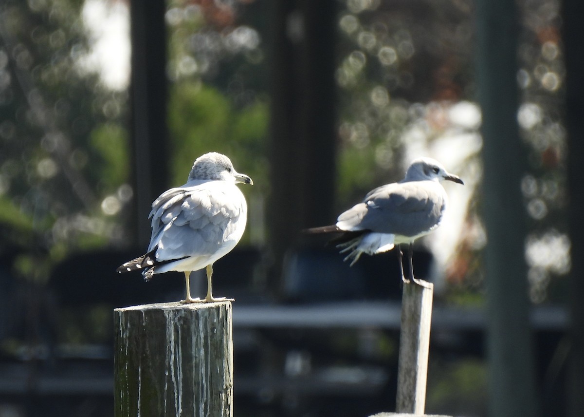 Ring-billed Gull - ML645566865