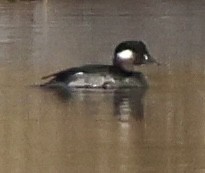 Bufflehead - ML645566866