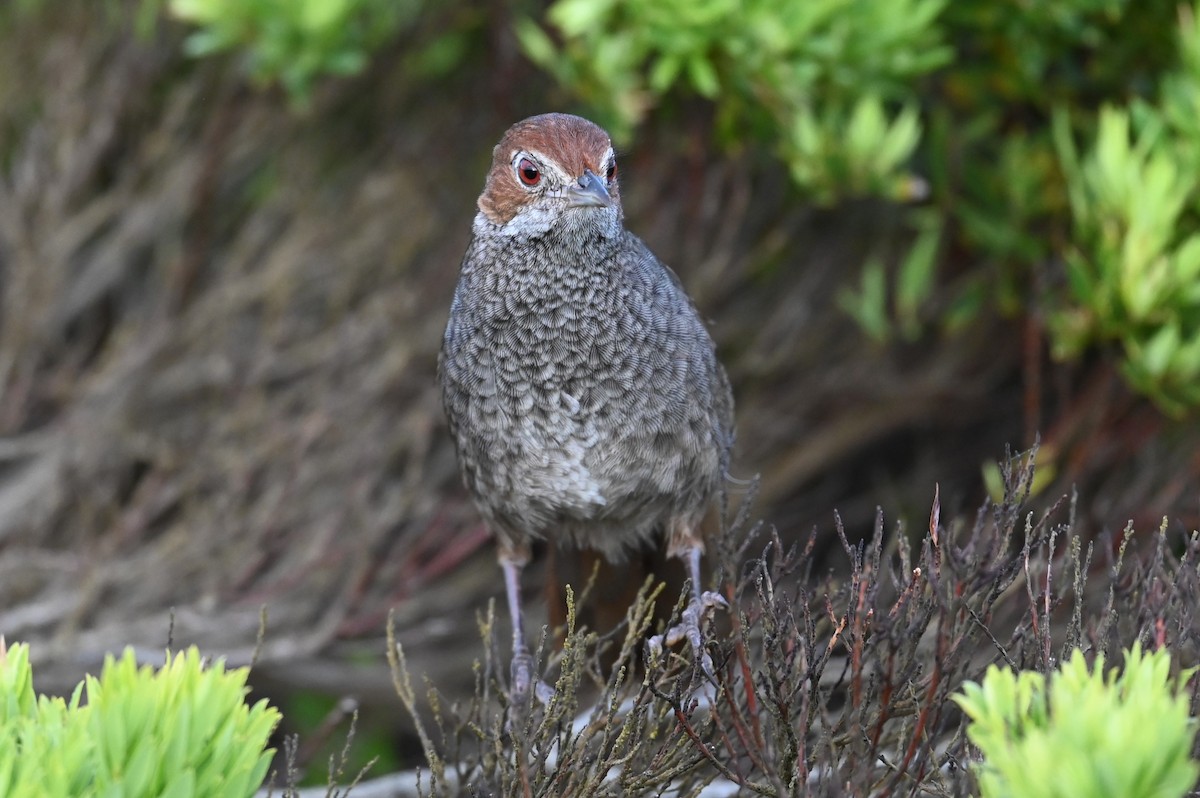 Rufous Bristlebird - ML645566867