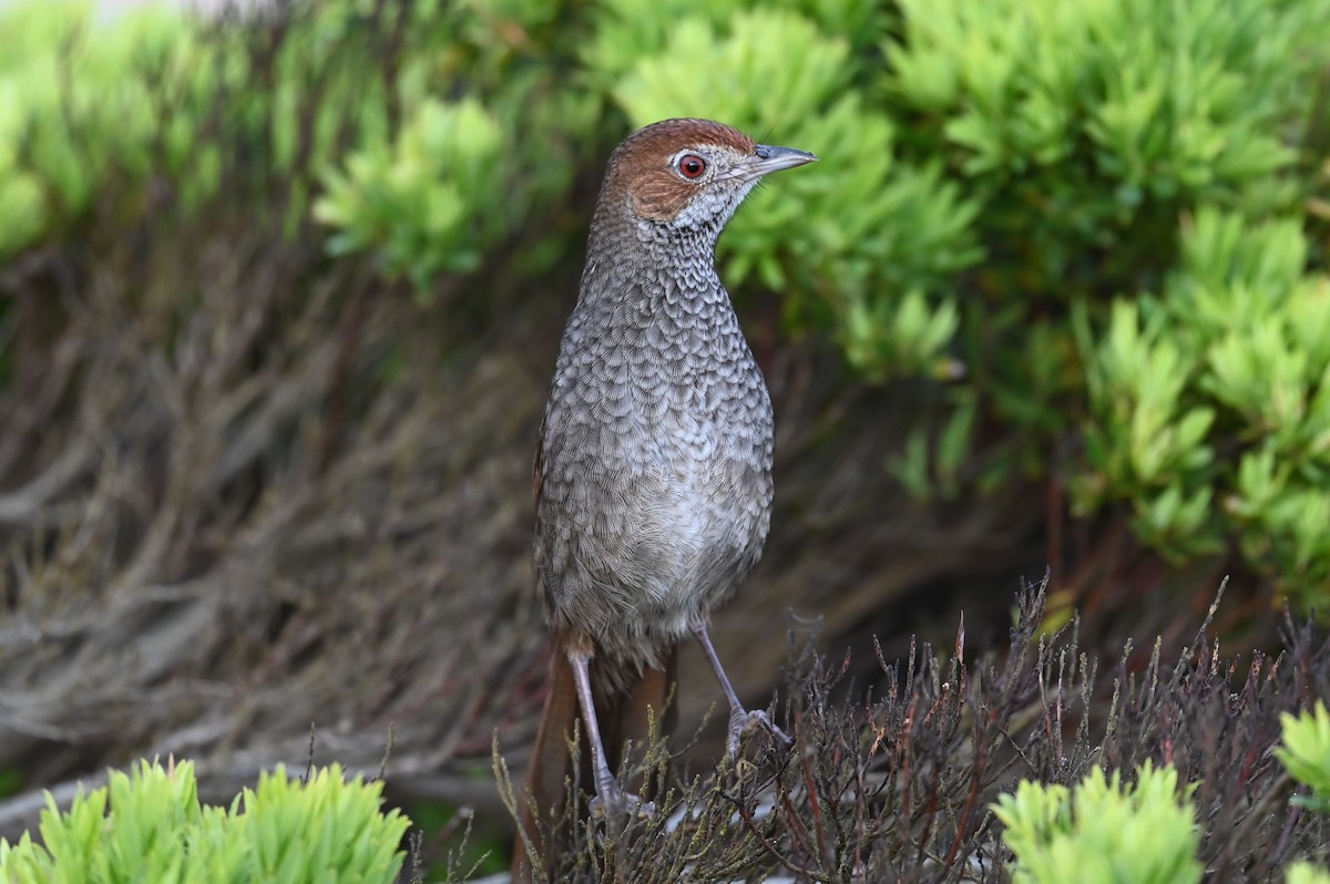 Rufous Bristlebird - ML645566869