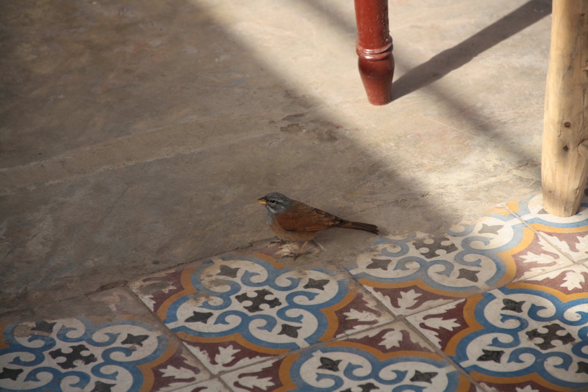 House Bunting - ML645566872