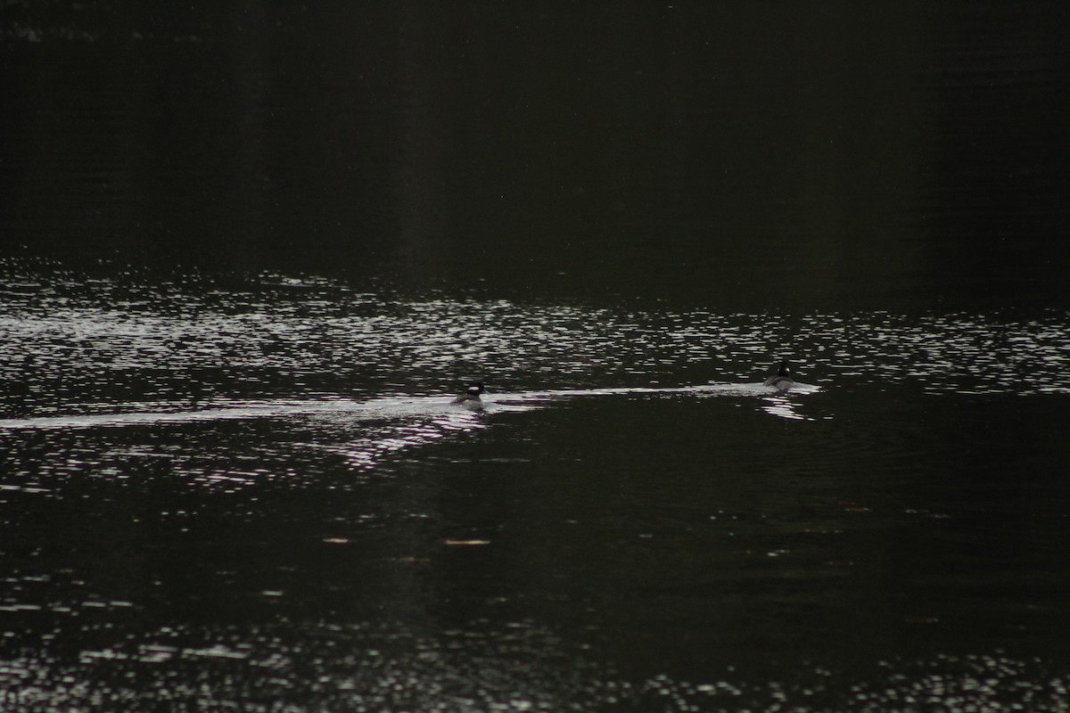 Bufflehead - ML645566874