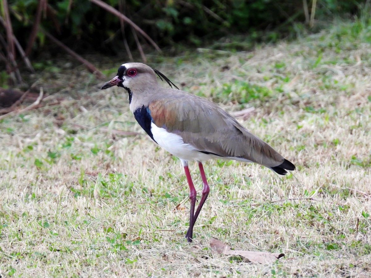 Southern Lapwing - ML645566875