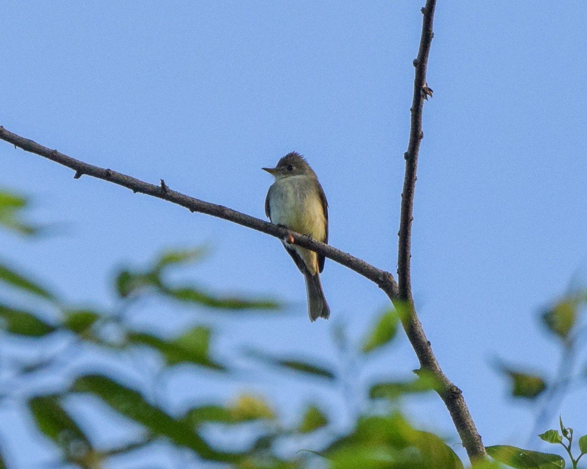 Northern Tropical Pewee - ML645566877