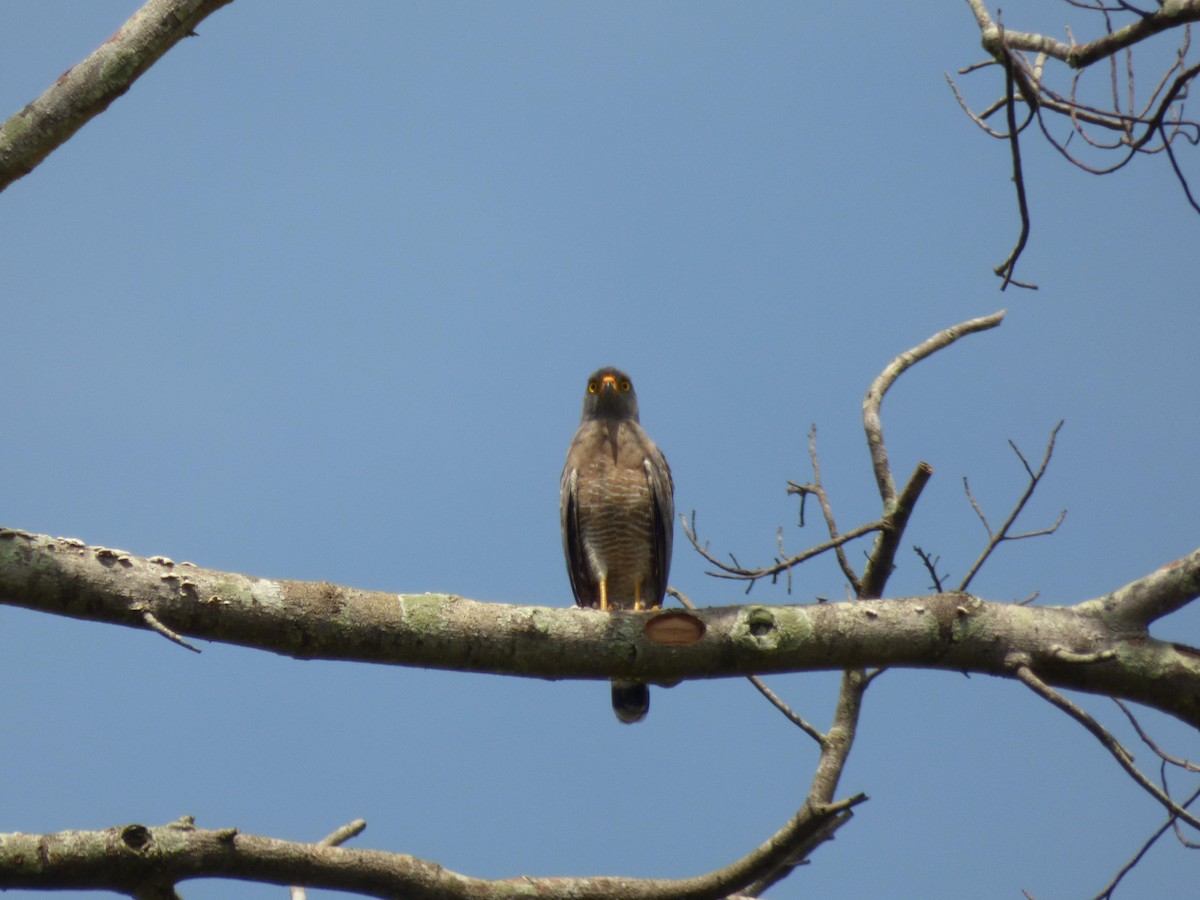 Roadside Hawk - ML645566879