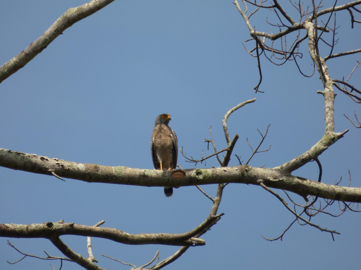 Roadside Hawk - ML645566880