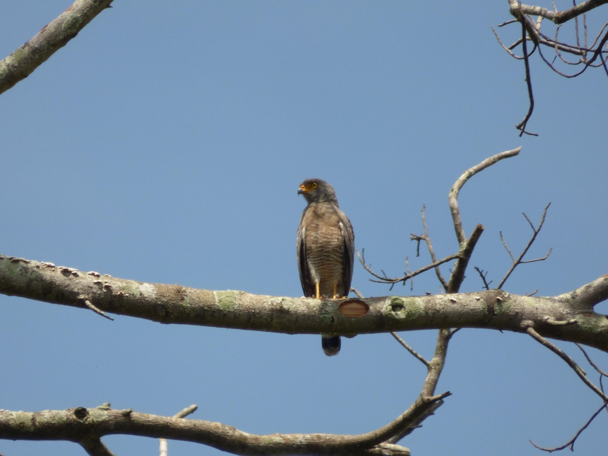 Roadside Hawk - ML645566881