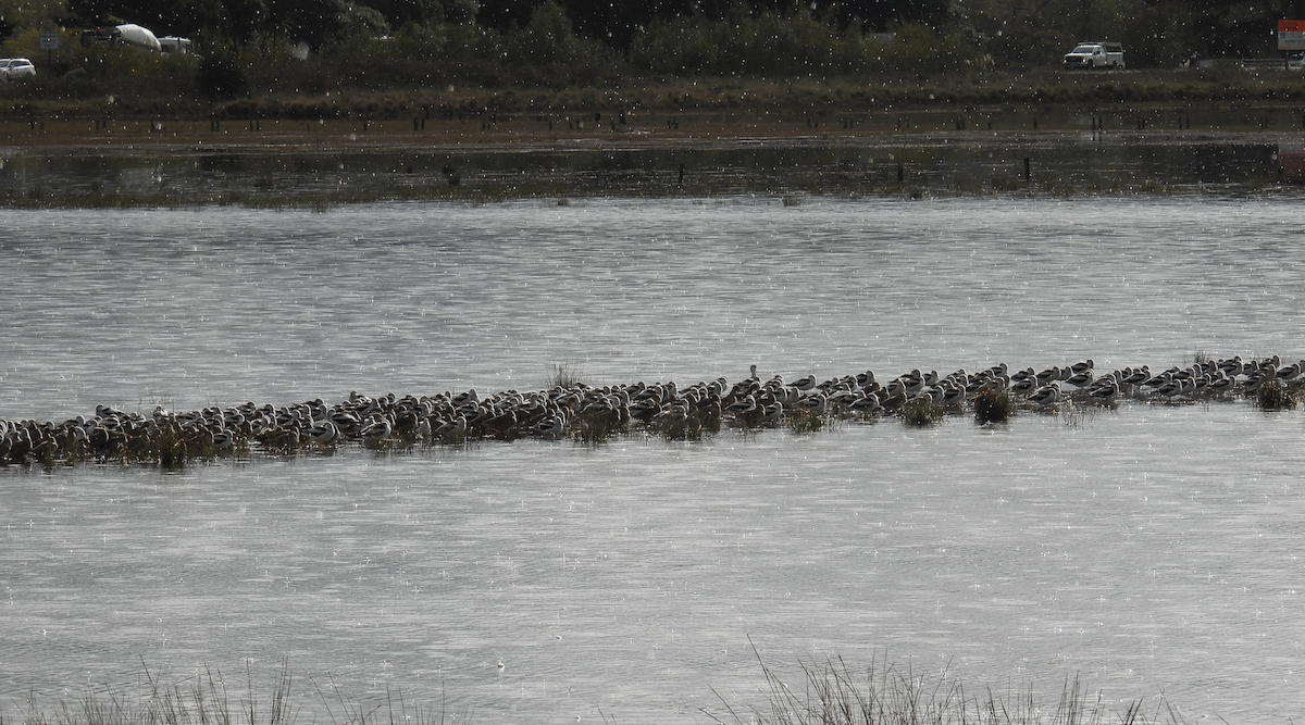 American Avocet - ML645566882