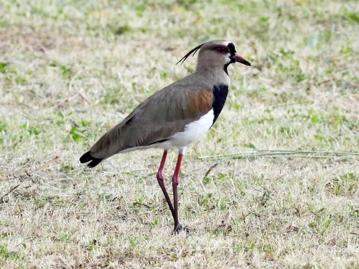 Southern Lapwing - ML645566883