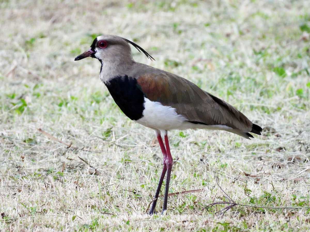 Southern Lapwing - ML645566884