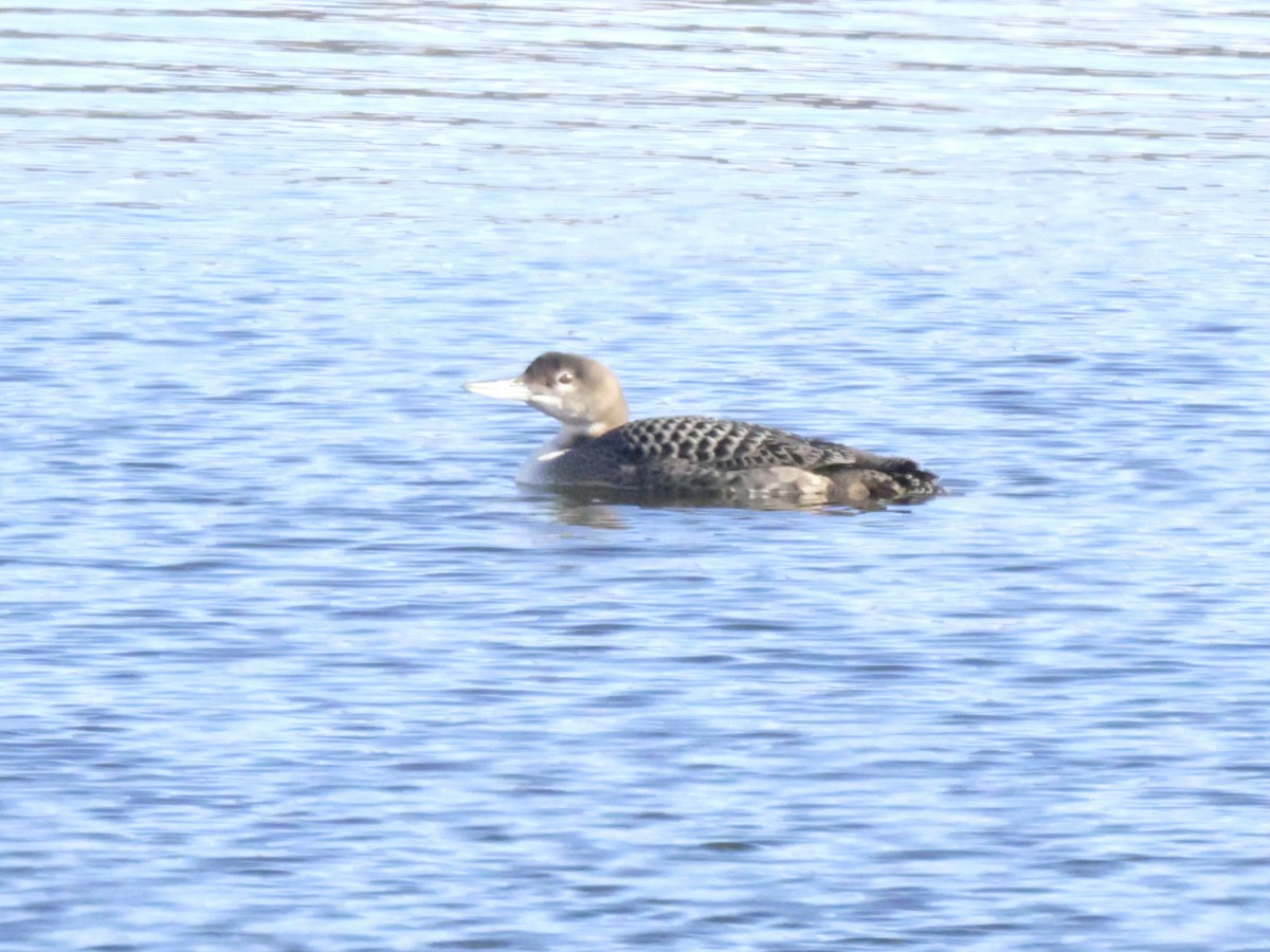 Common Loon - ML645566888