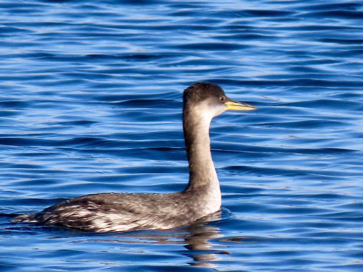 Red-necked Grebe - ML645566908