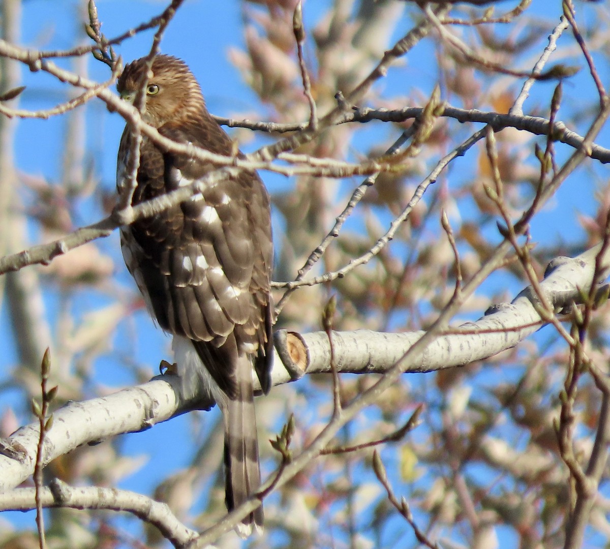 Cooper's Hawk - ML645566916