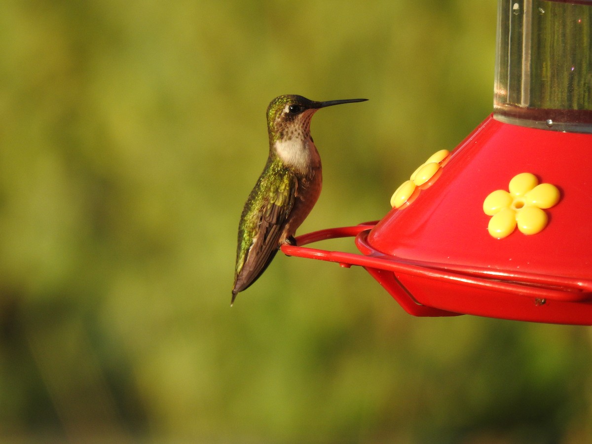 Колібрі рубіновогорлий - ML645566922