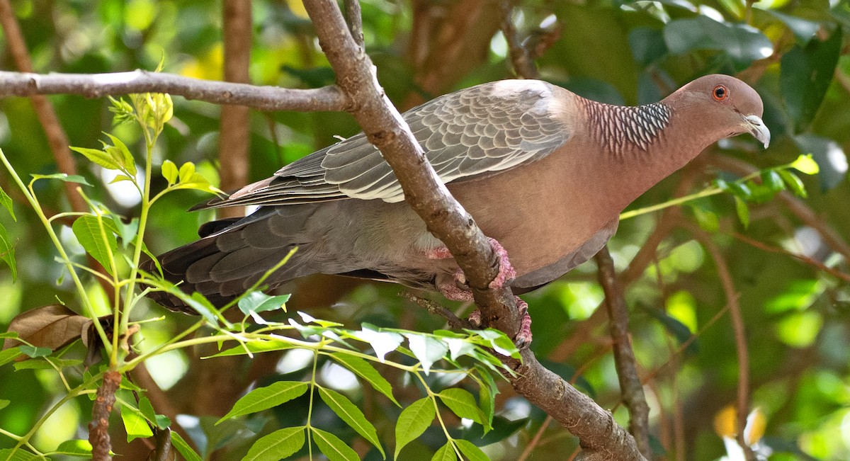 Picazuro Pigeon - ML645566926