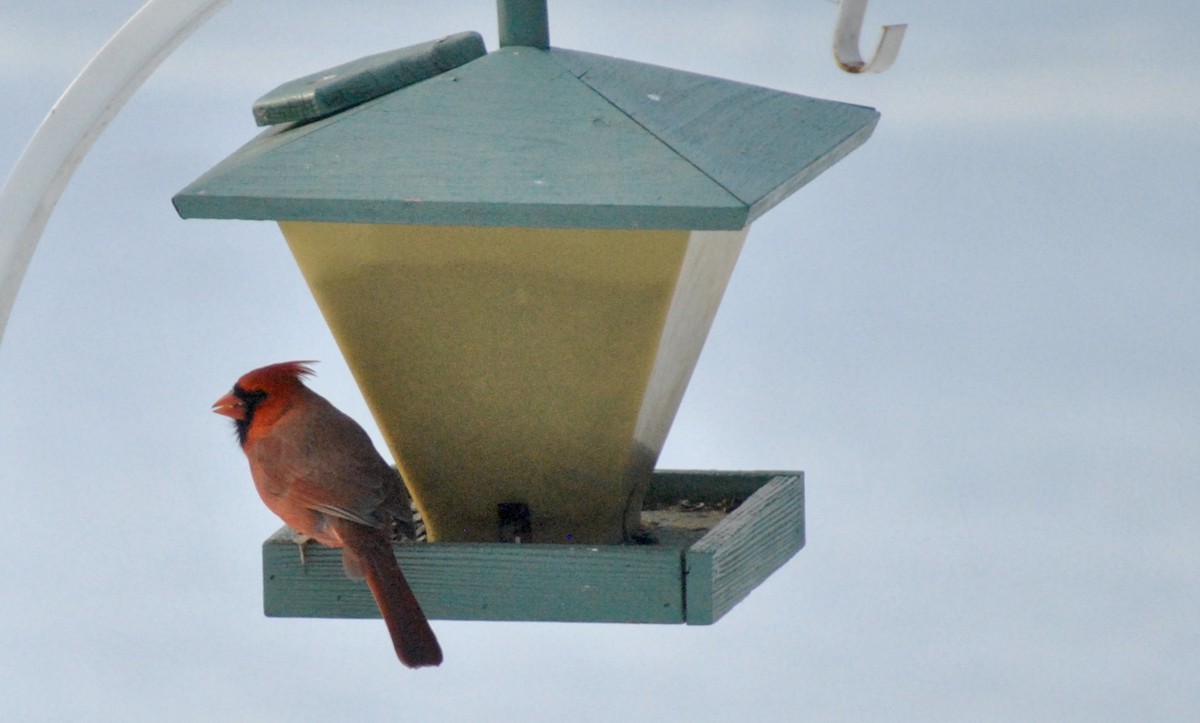 Northern Cardinal - ML645566934
