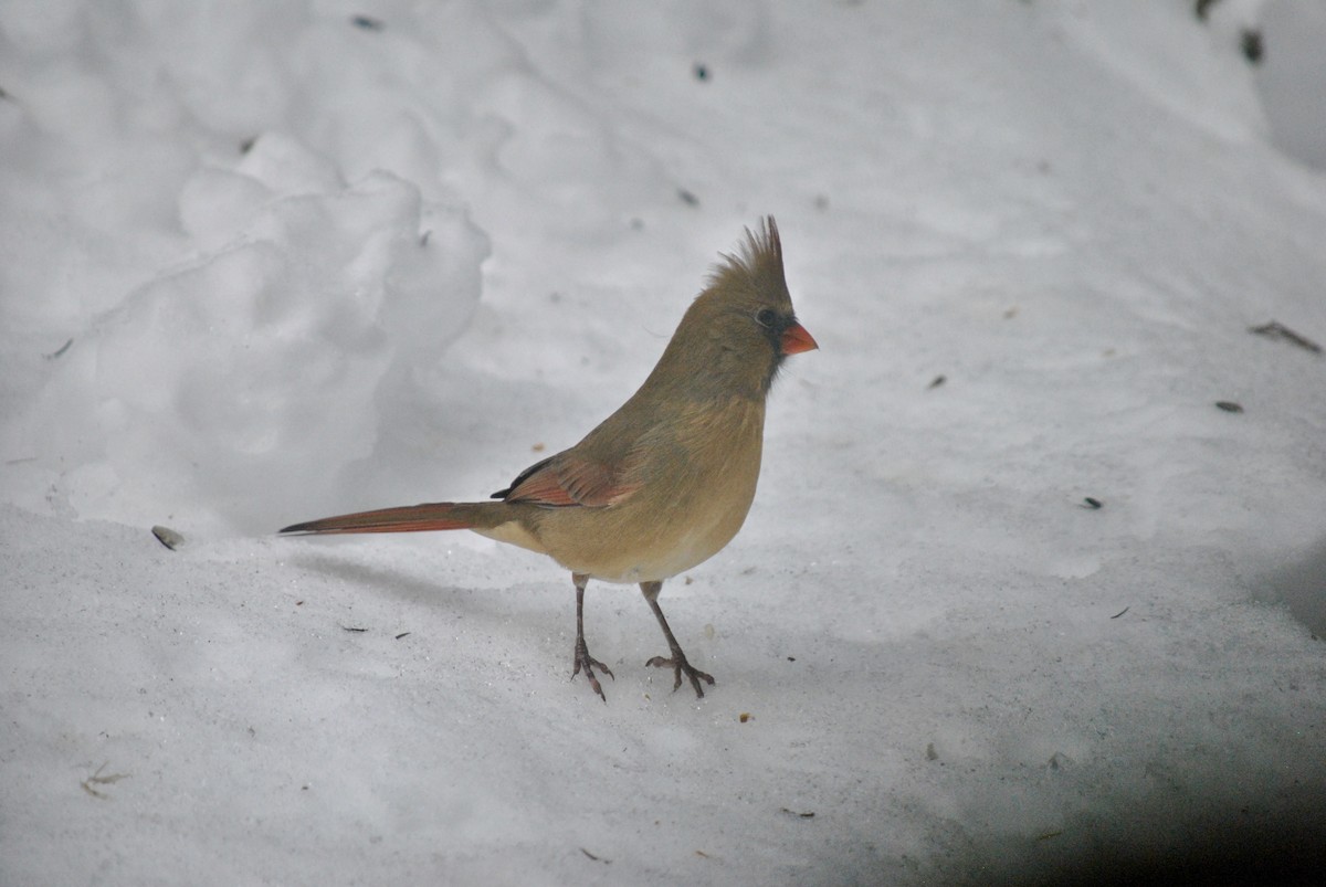 Northern Cardinal - ML645566936