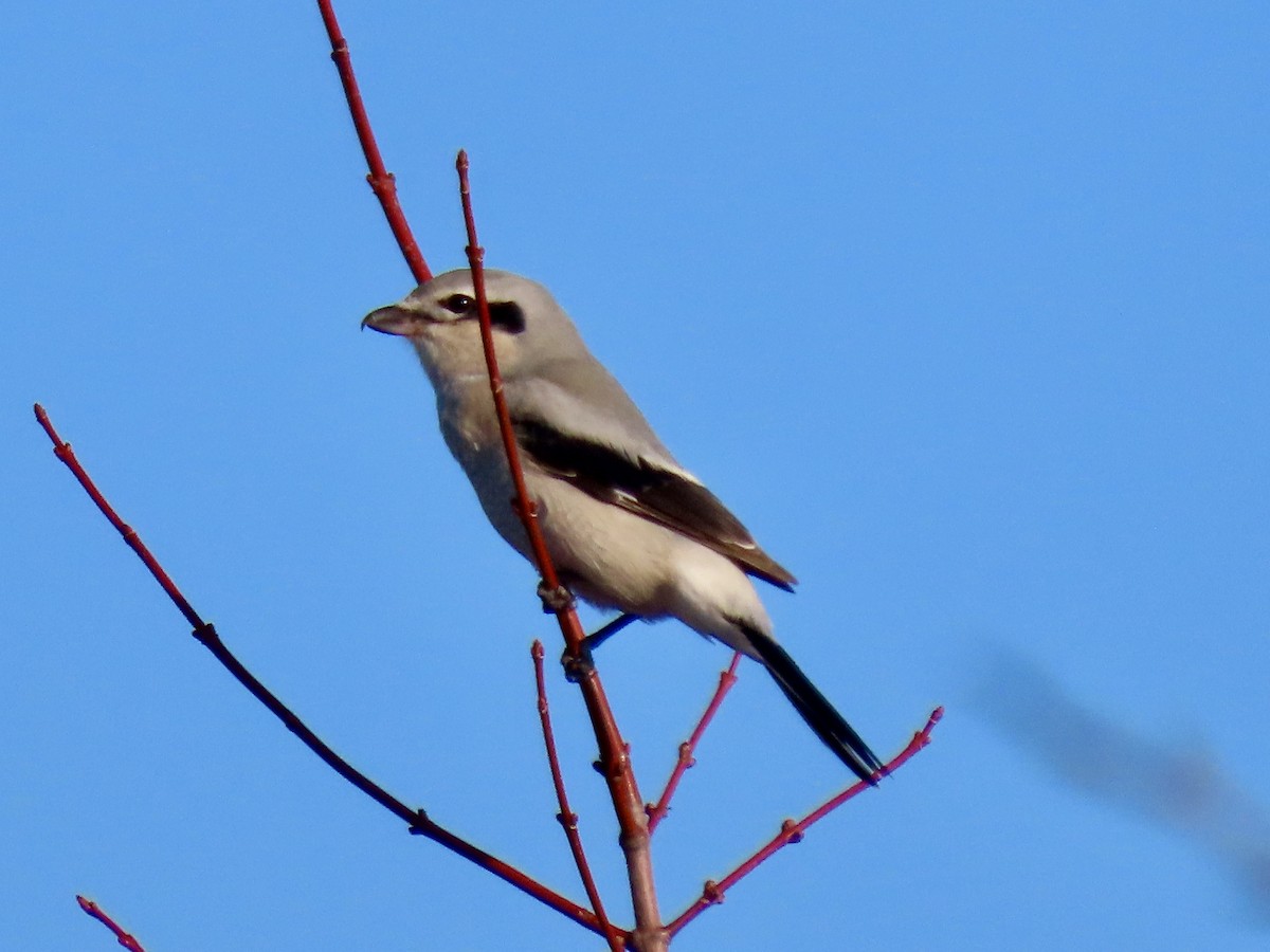 Northern Shrike - ML645566940