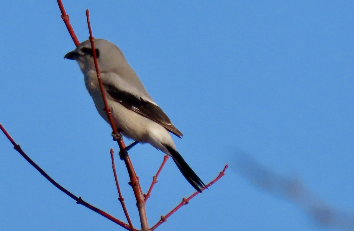Northern Shrike - ML645566941