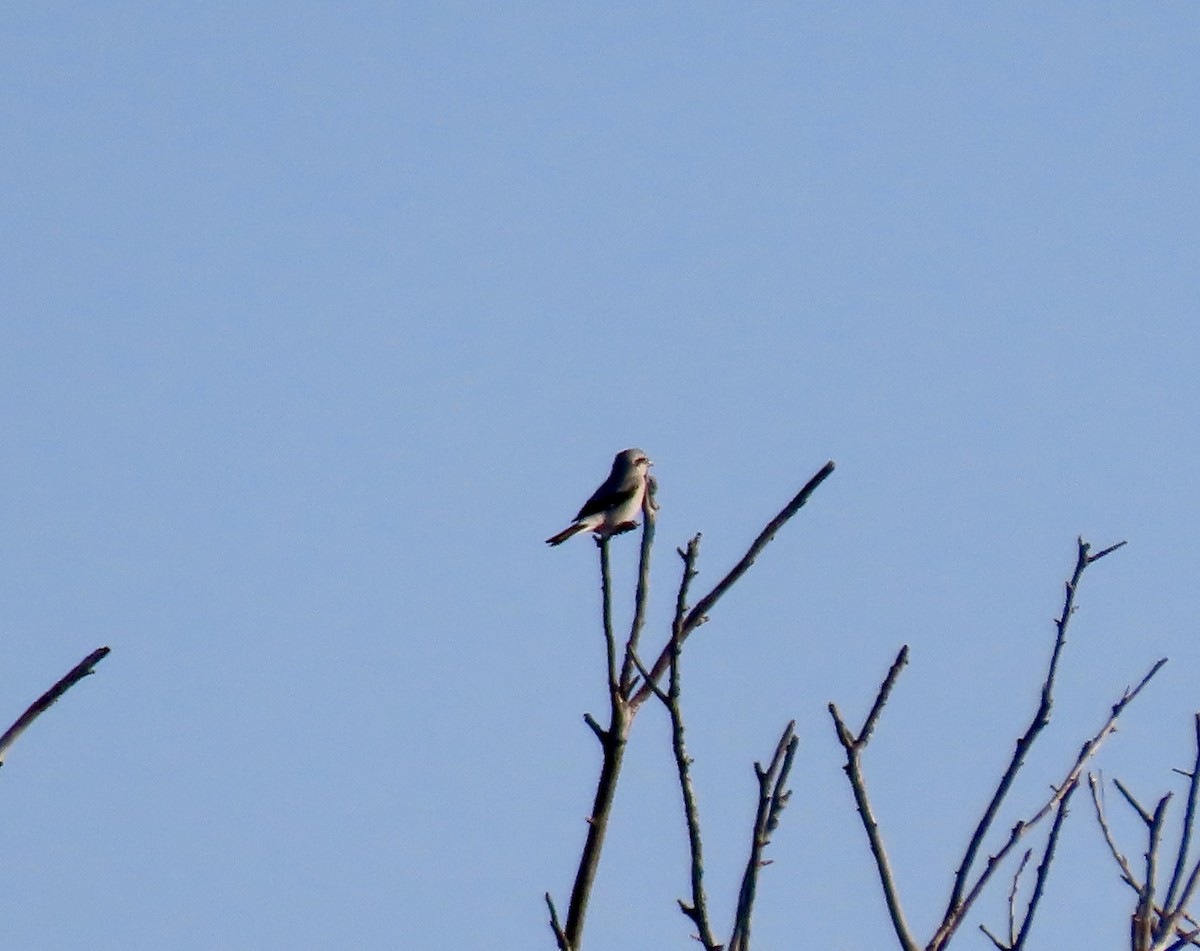 Northern Shrike - ML645566942