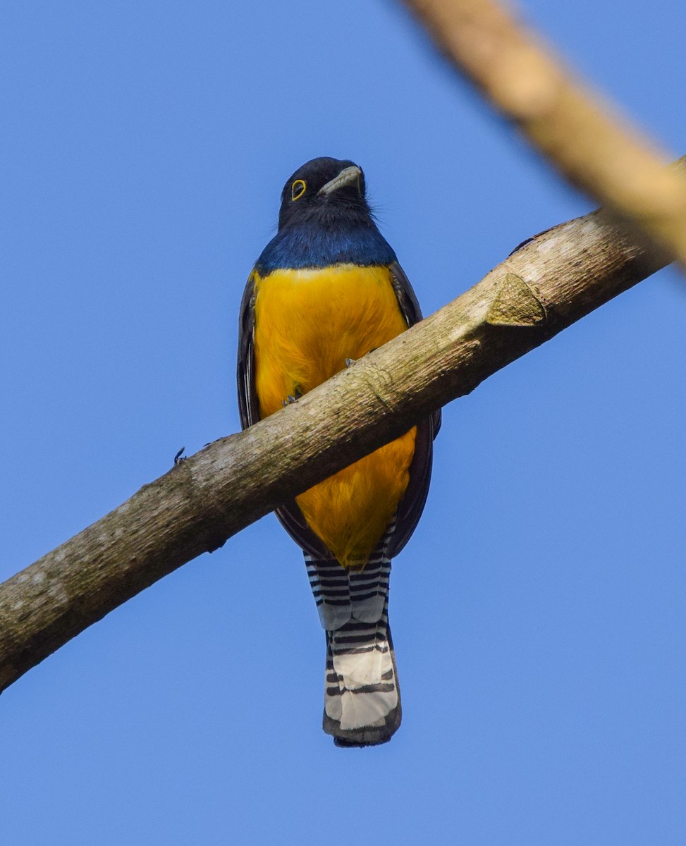 Gartered Violaceous Trogon - ML645566948