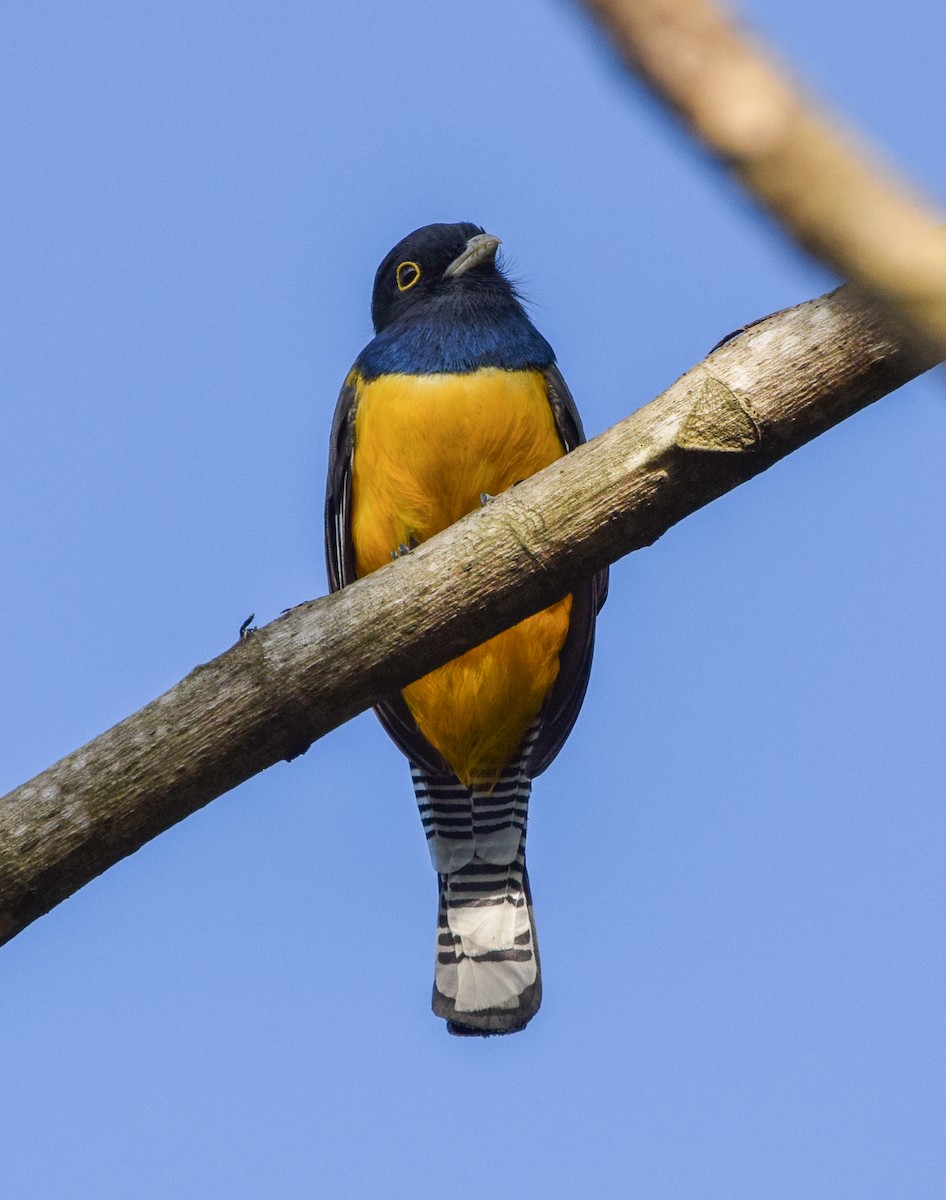 Gartered Violaceous Trogon - ML645566949