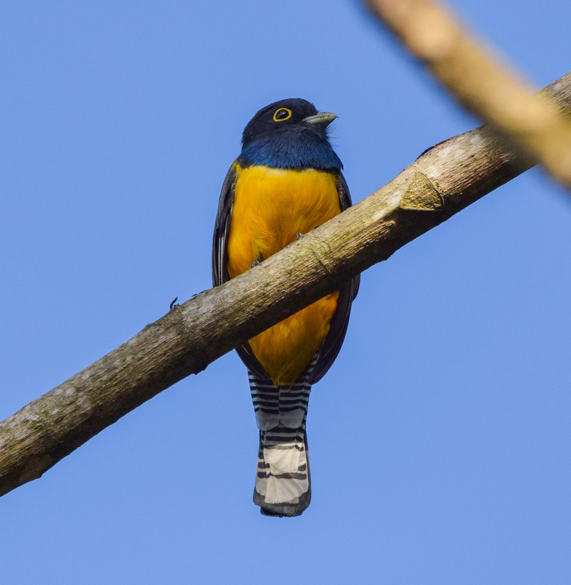 Gartered Violaceous Trogon - ML645566950