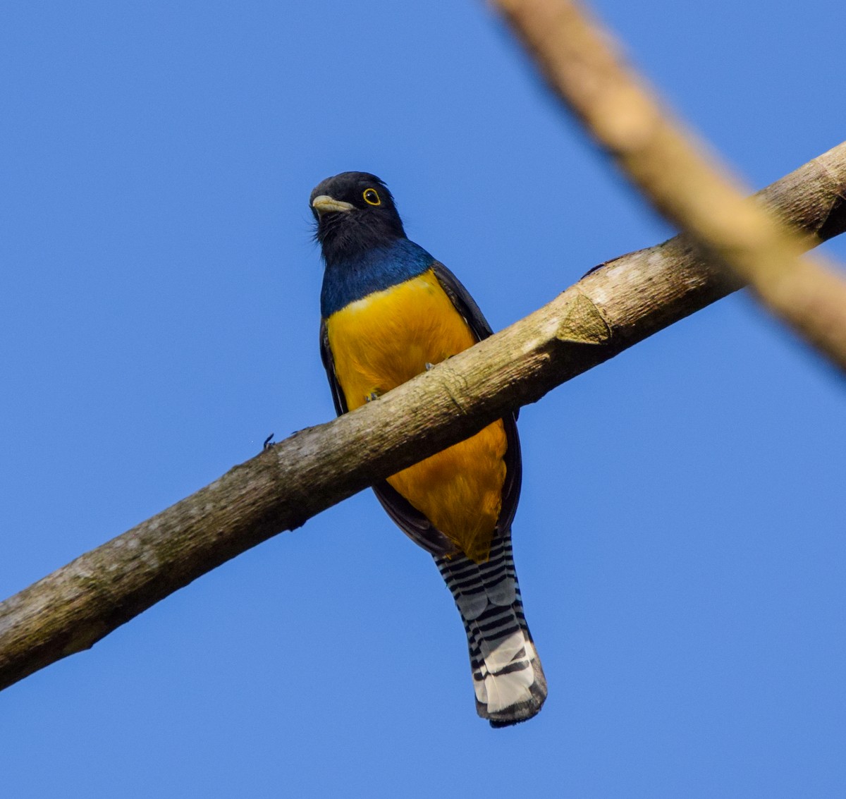 Gartered Violaceous Trogon - ML645566951