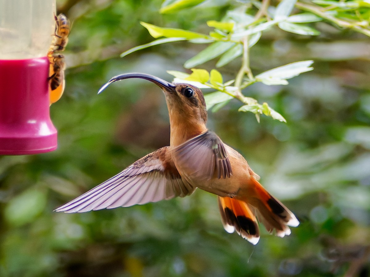 Bronzy Hermit - ML645566953