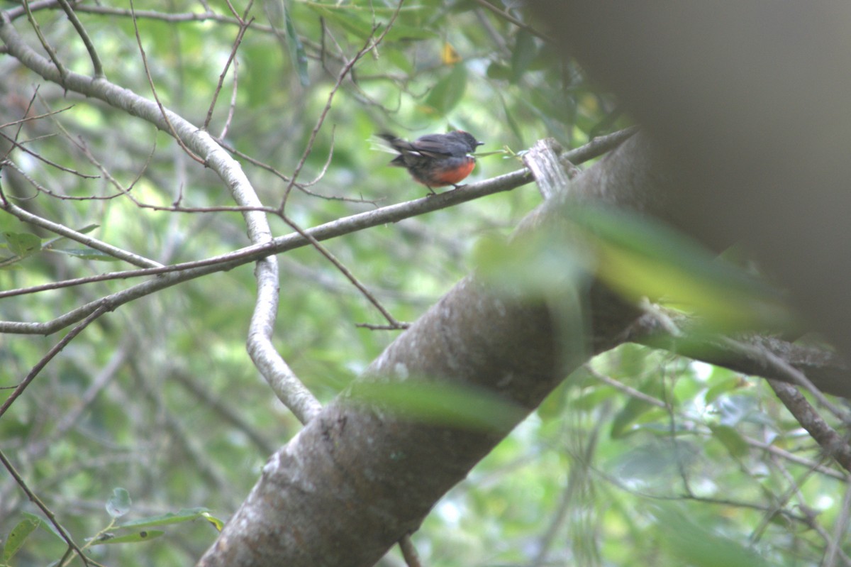Slate-throated Redstart - ML645566956