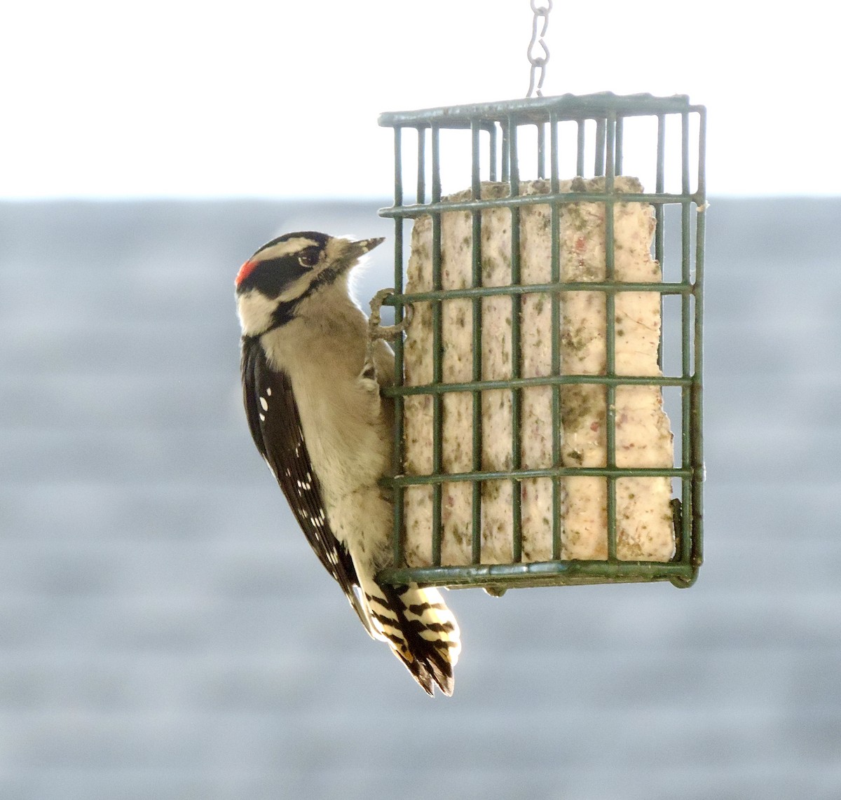 Downy Woodpecker (Pacific) - ML645566976