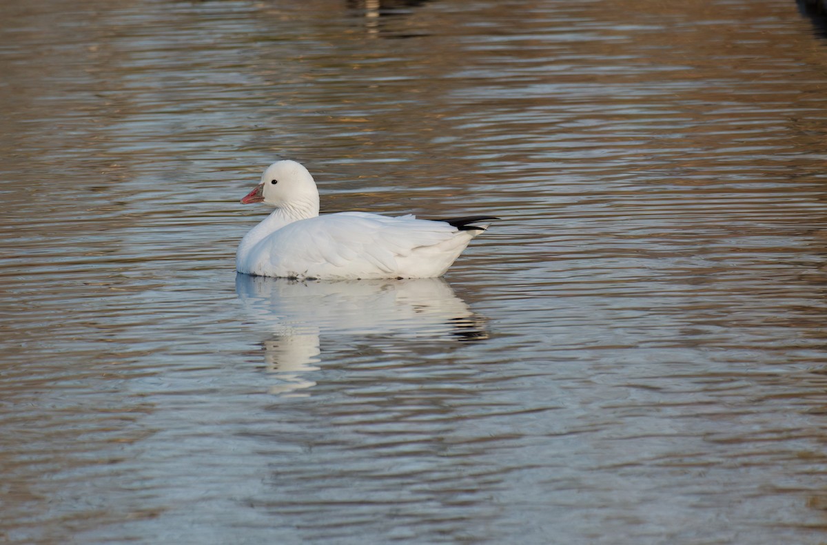 Ross's Goose - ML645566977