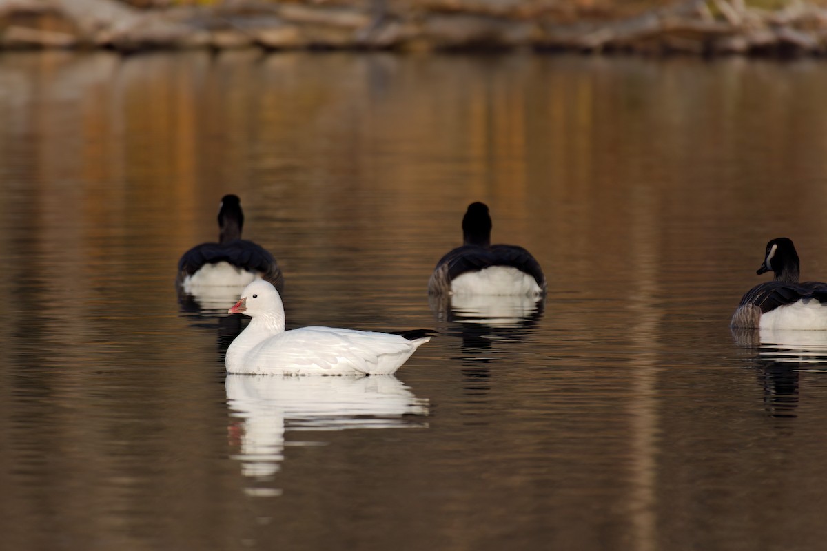 Ross's Goose - ML645566978