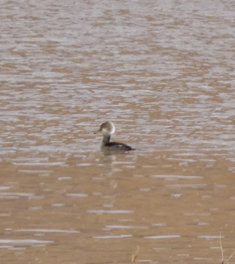 Smergo dal cappuccio - ML645566979