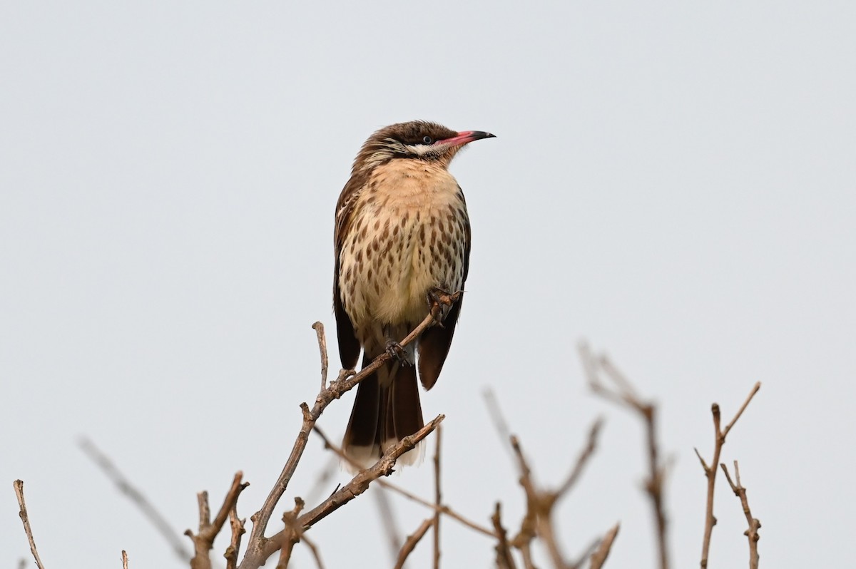 Diken Yanaklı Balkuşu - ML645566988