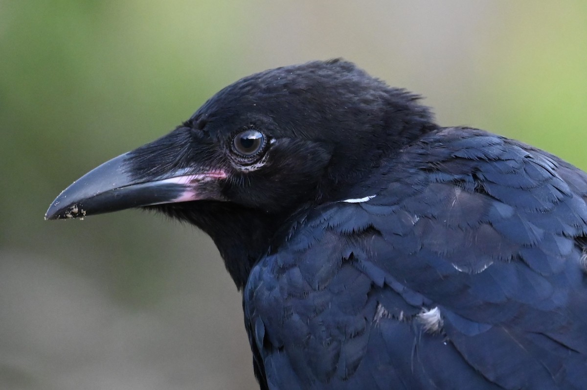 Южноавстралийский ворон - ML645566992