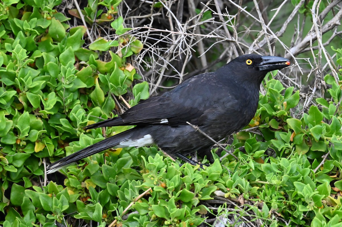 Verdugo Pío - ML645566996